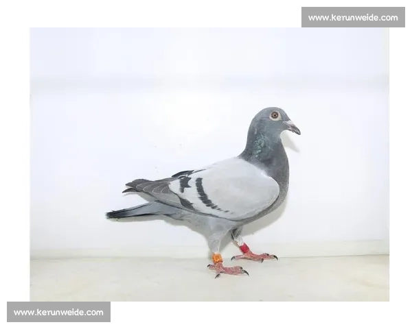 羽球冠军踏雄台：谌龙王适娴探访镇北台